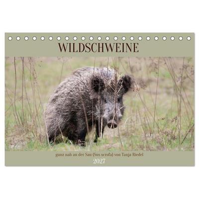 Wildschweine ganz nah an der Sau (Sus scrofa) von Tanja Riedel (Tischkalender 2027 DIN A5 quer), CALVENDO Monatskalender
