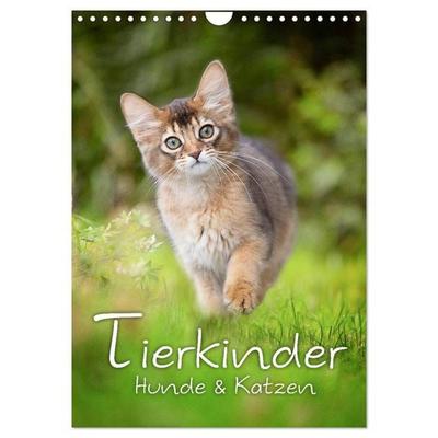 Tierkinder Hunde und Katzen (Wandkalender 2026 DIN A4 hoch), CALVENDO Monatskalender