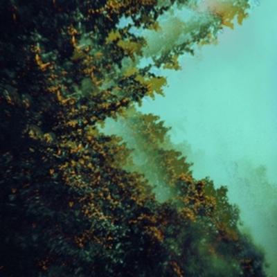 Caterpillars of Creation - Polymoon, CD