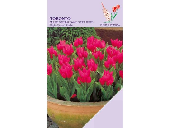 Tulp Toronto 12 bollen