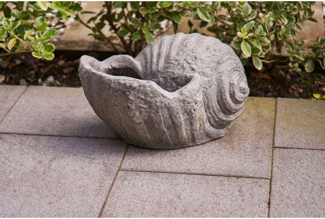 Beachcrest Home Conch Shell Old White 37cm H X 55cm W X 28cm D