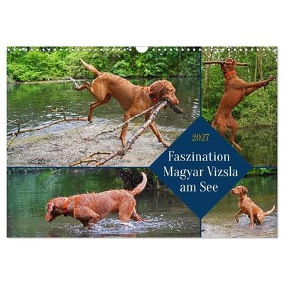 Faszination Magyar Vizsla am See (Wandkalender 2027 DIN A3 quer), CALVENDO Monatskalender