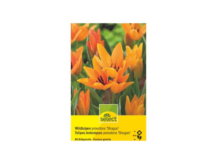 Select Blumenzwiebel Wildtulpen Praestans Shogun