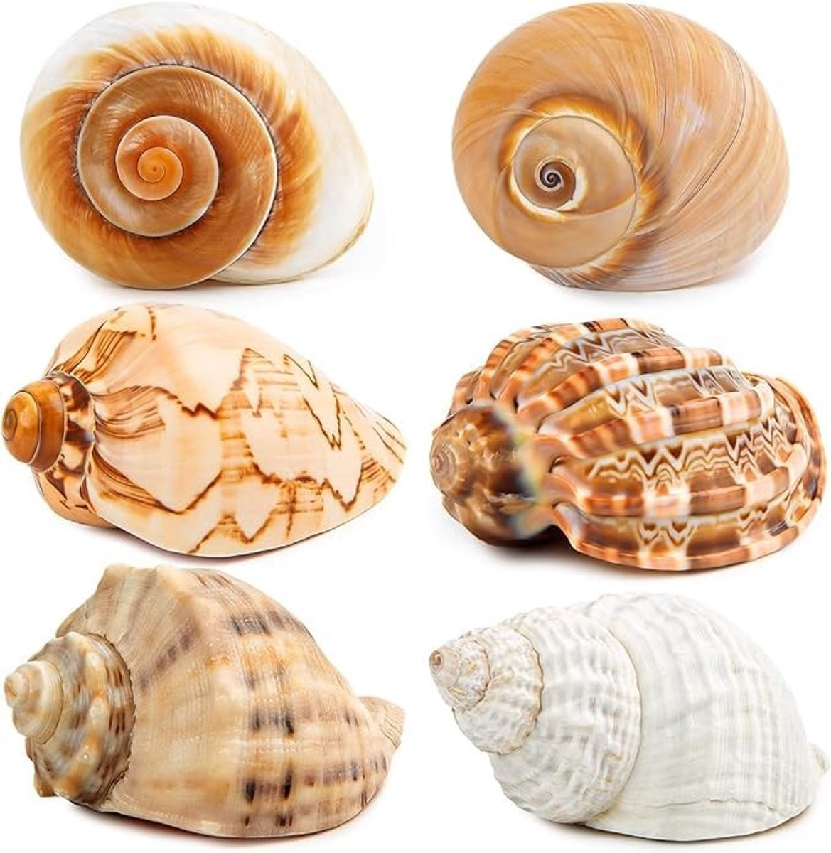 Solidchoice - 6 stuks grote heremietkreeft schelpen voor volwassenen