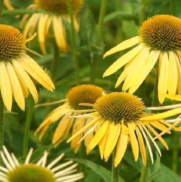 6 x Echinacea purpurea Harvest Moon Nepzonnebloem in pot van 9x9 cm van Arborix