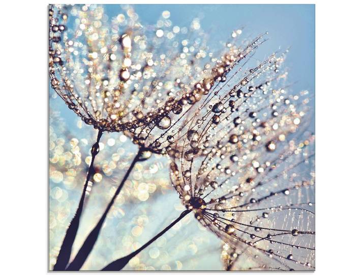 Glasbild ARTLAND Pusteblume Tröpfchenfänger , blau (farbe bild(er): blau), B:40cm H:40cm, Bilder, Glasbild, in verschiedenen Grössen