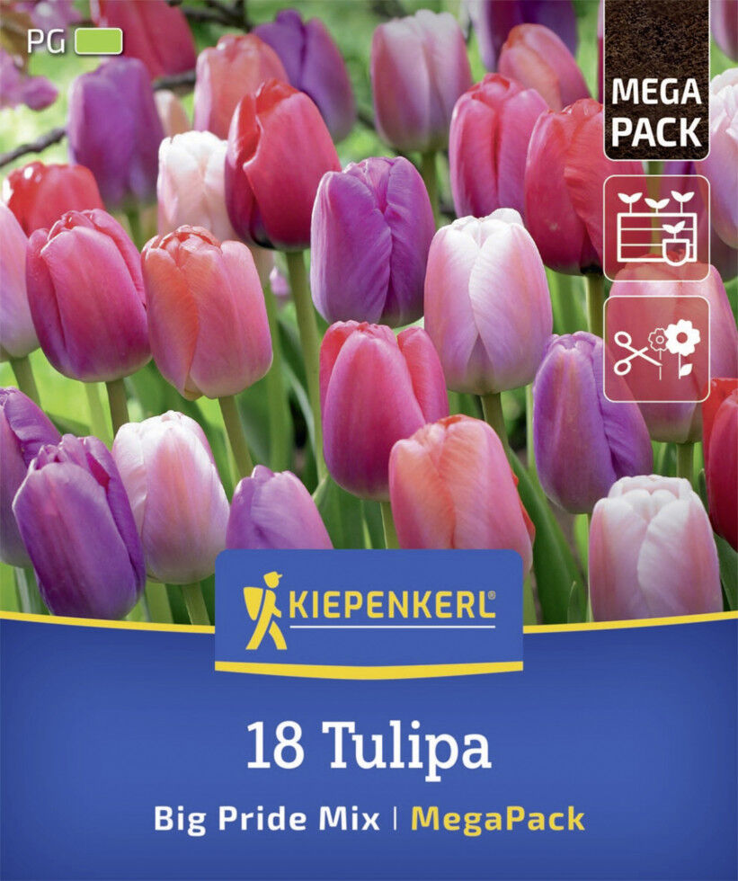 Kiepenkerl Herbstblumenzwiebelmischung Mega-Pack Darwin-Hybrid-Tulpe Big Pride 18 Stück