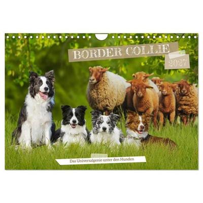 Border Collie - Das Universalgenie unter den Hunden (Wandkalender 2027 DIN A4 quer), CALVENDO Monatskalender
