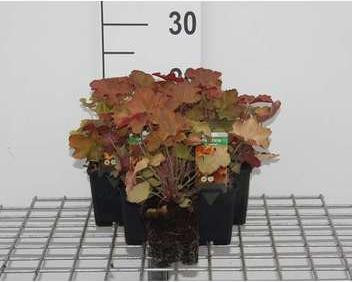 6 x Heuchera hybr. Caramel Purperbloemige korrelbloem GRDplanten Pot van 9 x 9 cm