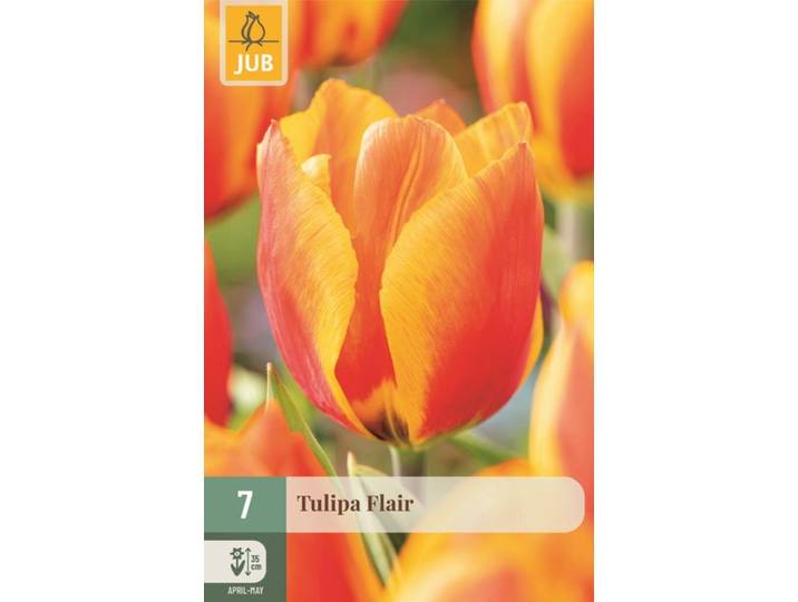 Tulp Flair 7 bollen