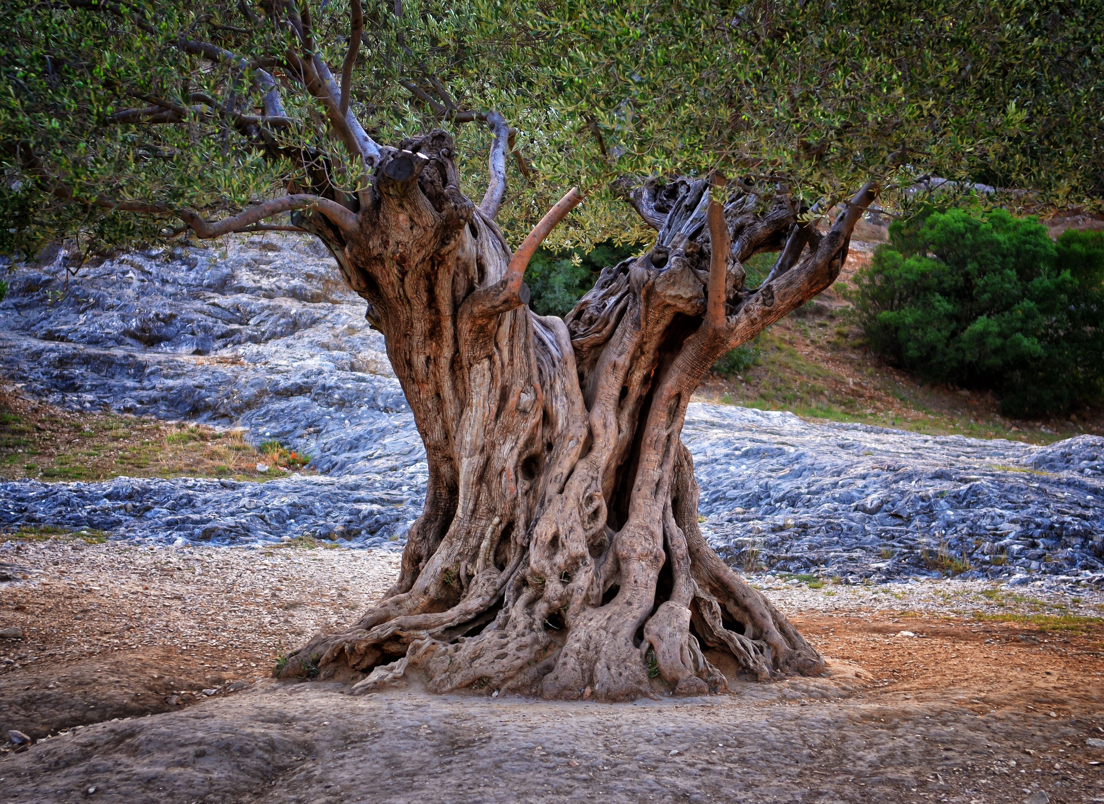 Fototapete PAPERMOON "Old Olive Tree Trunks", bunt, B:4m L:2,6m, Vlies, Tapeten, Fototapete bunt B/L: 4m x 2,6m, Bahnen: 8 Stk.