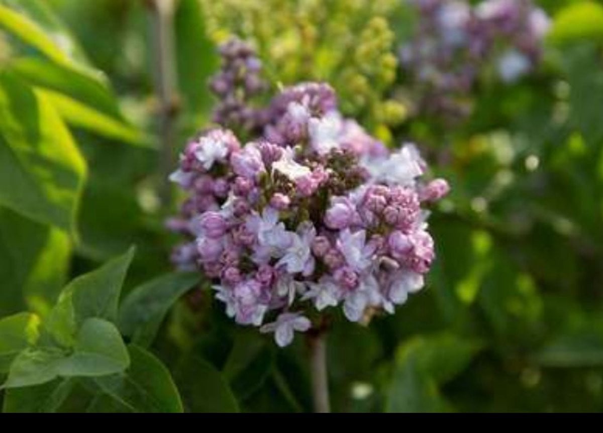 2 x Syringa vulg. 'And. An Ludwig Späth' Gewone Sering in pot, 50-60 cm