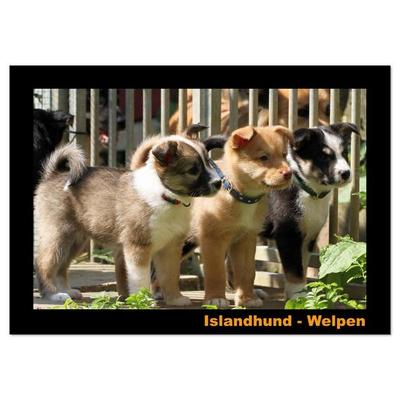 Islandhund - Welpen / CH-Version (Wandkalender 2026 DIN A2 quer), CALVENDO Monatskalender
