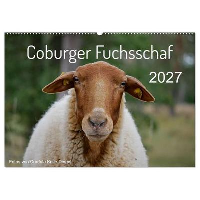 Coburger Fuchsschaf (Wandkalender 2027 DIN A2 quer), CALVENDO Monatskalender
