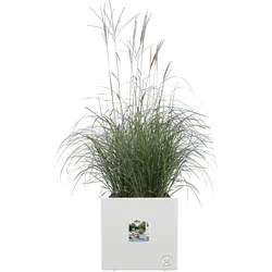 Elho, Blumentopf, Vivo Next Quadrat (39 x 39 x 37.90 cm)
