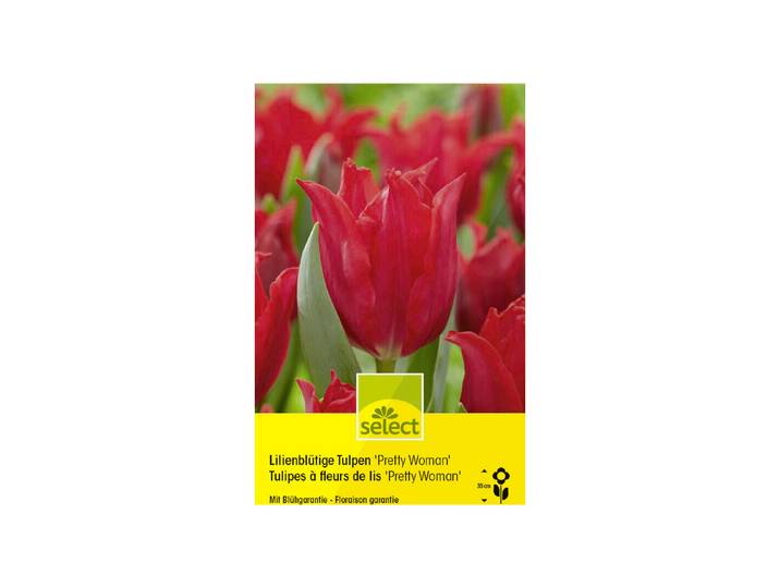 Select Lilienblütige Tulpen Pretty Woman 10 Stück