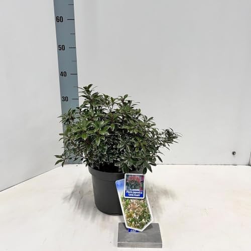 Rotsheide Pieris japonica Little Heath in pot, 3 liter