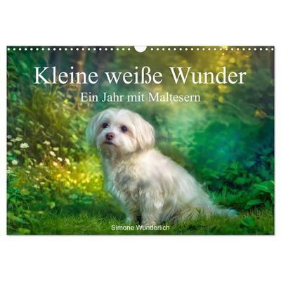 Kleine weiße Wunder - ein Jahr mit Maltesern (Wandkalender 2027 DIN A3 quer), CALVENDO Monatskalender