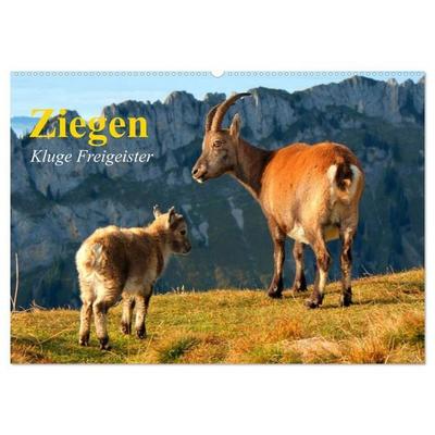 Ziegen. Kluge Freigeister (Wandkalender 2026 DIN A2 quer), CALVENDO Monatskalender
