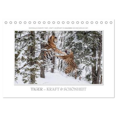 Emotionale Momente: Tiger - Kraft & Schönheit. / CH-Version (Tischkalender 2027 DIN A5 quer), CALVENDO Monatskalender