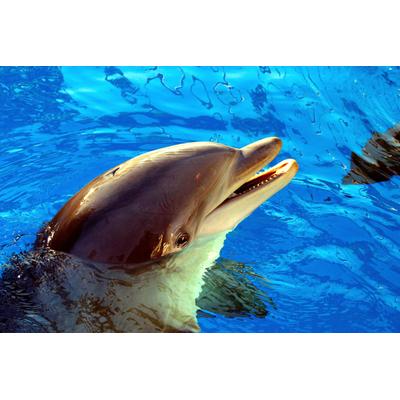Fototapete PAPERMOON "Delfin", bunt, B:3,5m L:2,6m, Vlies, Tapeten