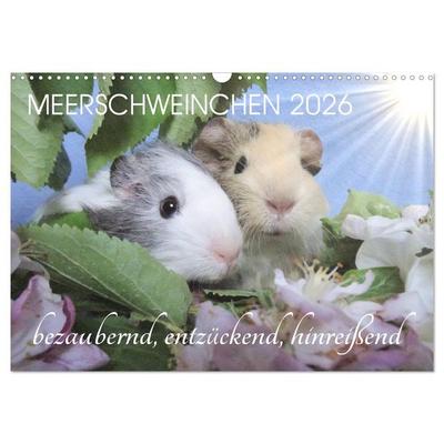 Meerschweinchen 2026 - bezaubernd, hinreißend, entzückend (Wandkalender 2026 DIN A3 quer), CALVENDO Monatskalender