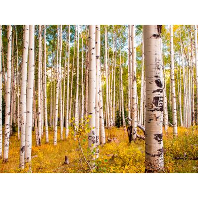 Fototapete PAPERMOON "Birches in Colorado Rocky Mountains", bunt, B:3m L:2,23m, Vlies, Tapeten