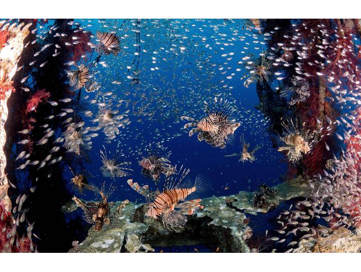 Fototapete PAPERMOON Photo-Art ILAN BEN TOV, LIONFISH PARTY , bunt, B:3m L:2,23m, Vlies, Tapeten, Fototapete