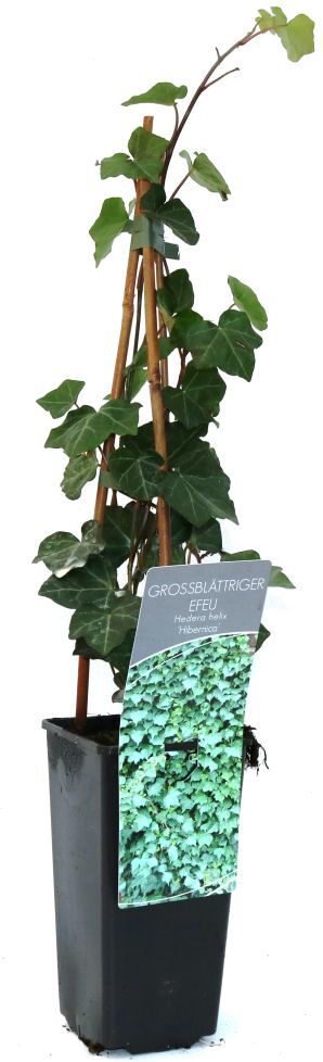 Pflanzen Großblättrige Efeu 2 L Eckcontainer