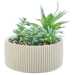 HOME STORY Sukkulente getopft   , creme , Dolomite,Keramik,Kunststoff , Maße (cm): H: 15  Ø: 15.5