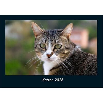 Katzen 2026 Fotokalender DIN A4