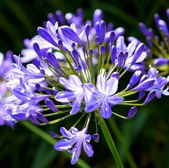 6 x Agapanthus hybrida Charlotte Arborix - Pot van 9x9 cm