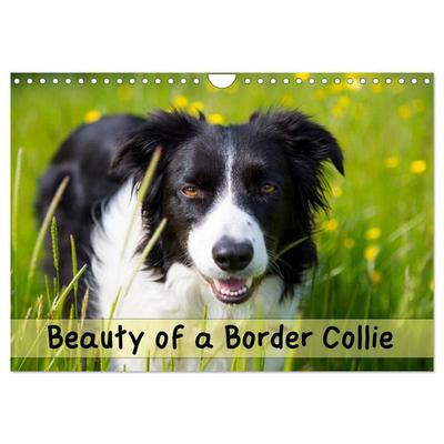 Beauty of a Border Collie (Wall Calendar 2026 DIN A4 landscape), CALVENDO 12 Month Wall Calendar
