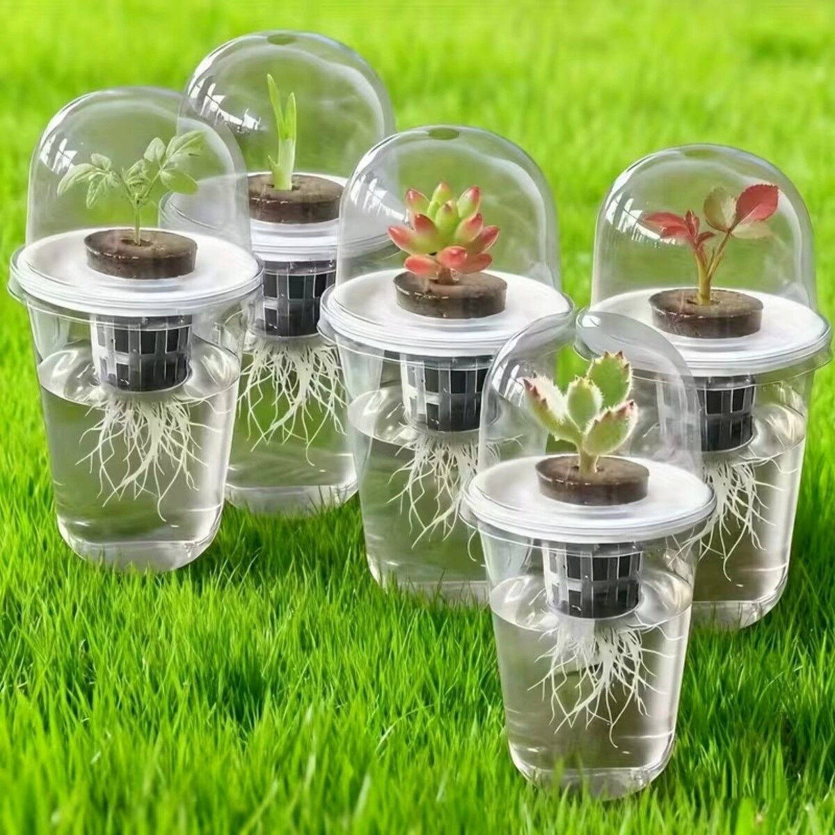 INF Gobelet de semis hydroponique transparent - Coupe de propagation en plastique pour germination et semis de succulentes et