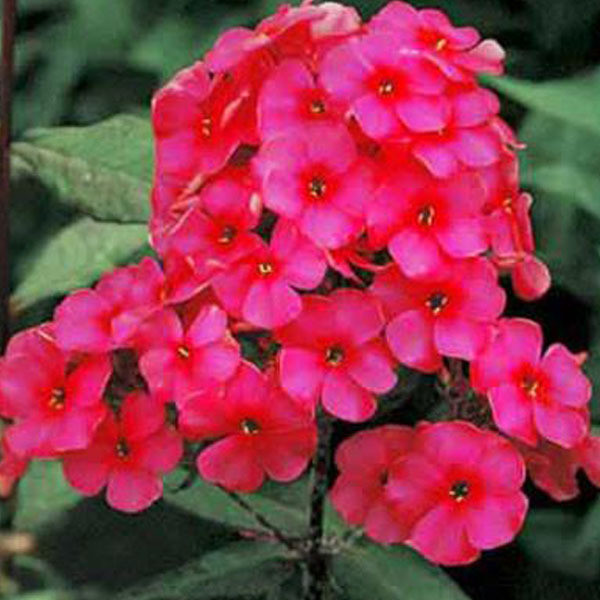 6 x Phlox paniculata Starfire Hoge vlammenbloem in pot van 9x9 cm
