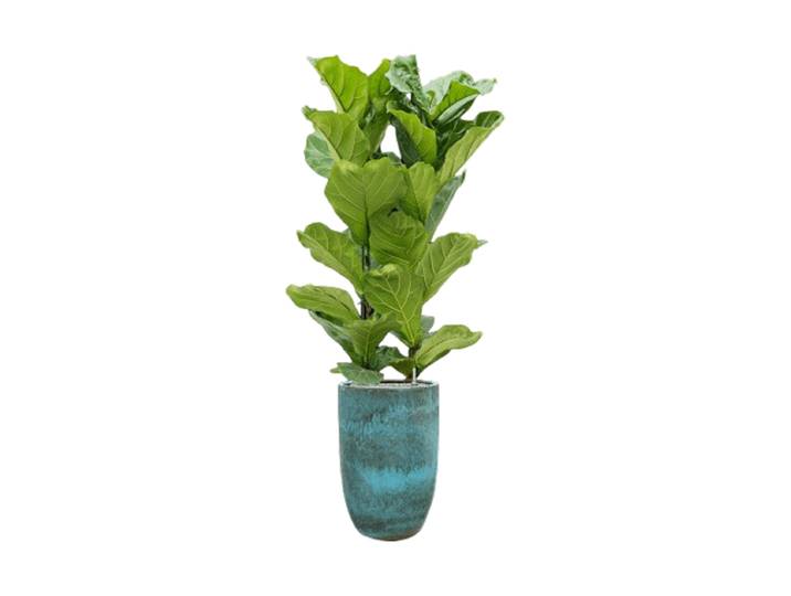 Pflanzen Arrangement „Ficus lyrata in Pure“ Keramik Baq Design