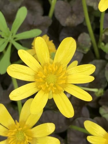 6x Speenkruid Ranunculus ficaria Brazen Hussy in 9x9 cm pot