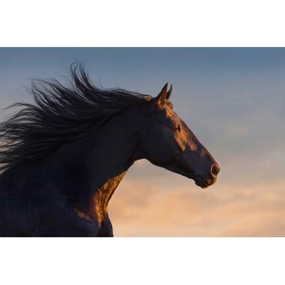 Fototapete PAPERMOON "Pferd", bunt, B:3m L:2,23m, Vlies, Tapeten