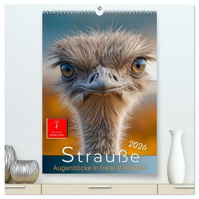 Strauße - Augenblicke in freier Wildbahn (hochwertiger Premium Wandkalender 2026 DIN A2 hoch), Kunstdruck in Hochglanz
