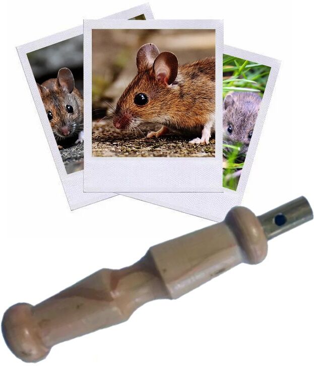 Hélen Baud Appeau Souris