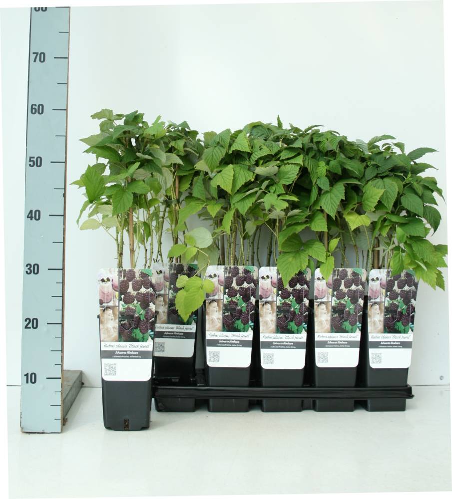 Pflanzen Obststrauch Schwarze Himbeere 2 L Eckcontainer