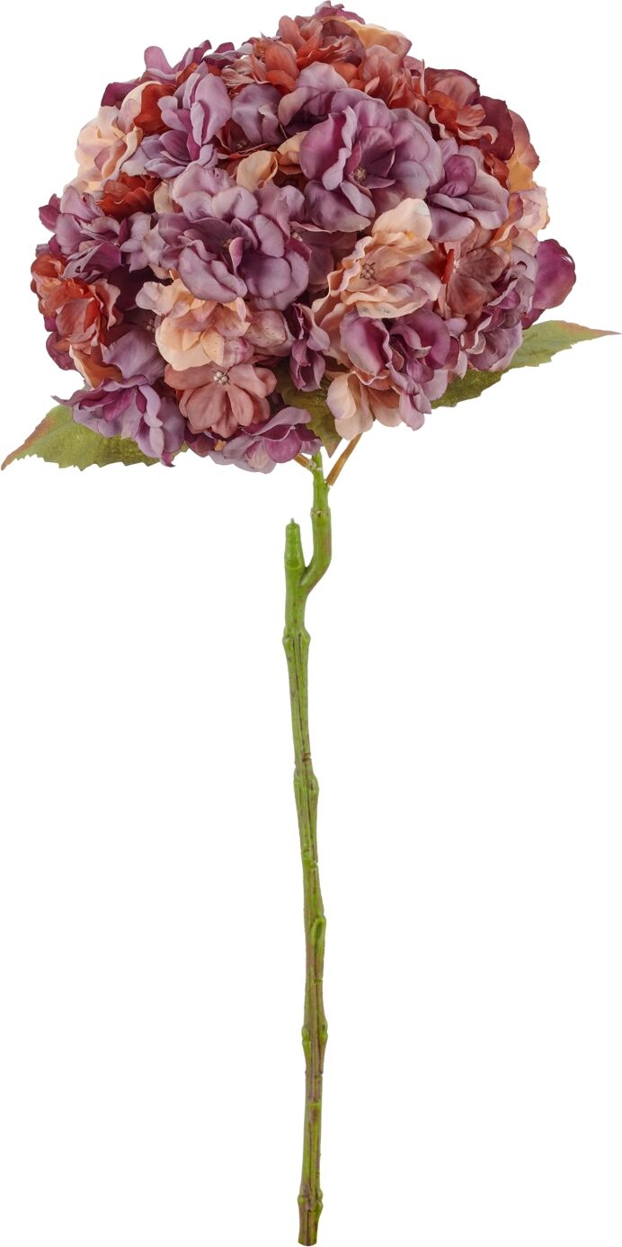 Gasper Hortensie H: 64 cm  Lila