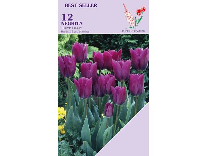 Tulp negrita 12 bollen