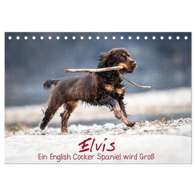 Elvis ein Engl. Cocker Spaniel wird Groß (Tischkalender 2026 DIN A5 quer), CALVENDO Monatskalender
