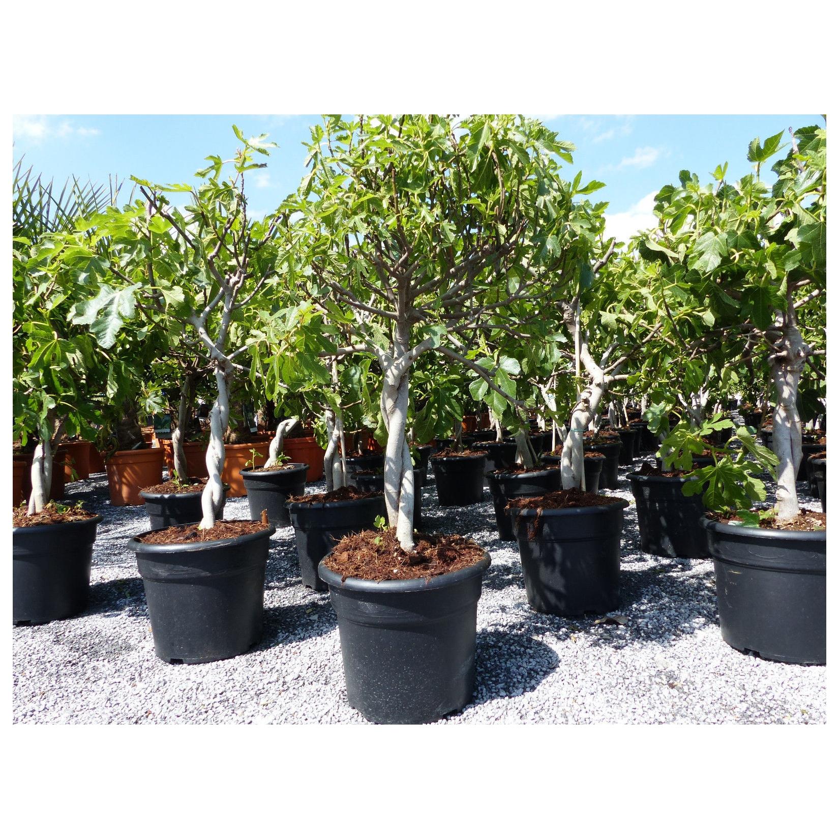 Feigenbaum - hell UND dunkel - in 1 Topf, Obstbaum, winterhart, Ficus Carica, Feige