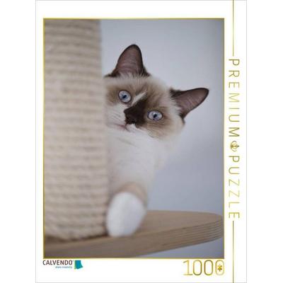 CALVENDO Puzzle Britisch Kurzhaar Katze | 1000 Teile Lege-Größe 64x48cm Foto-Puzzle für glückliche Stunden