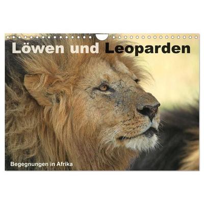 Löwen und Leoparden - Begegnungen in Afrika (Wandkalender 2026 DIN A4 quer), CALVENDO Monatskalender