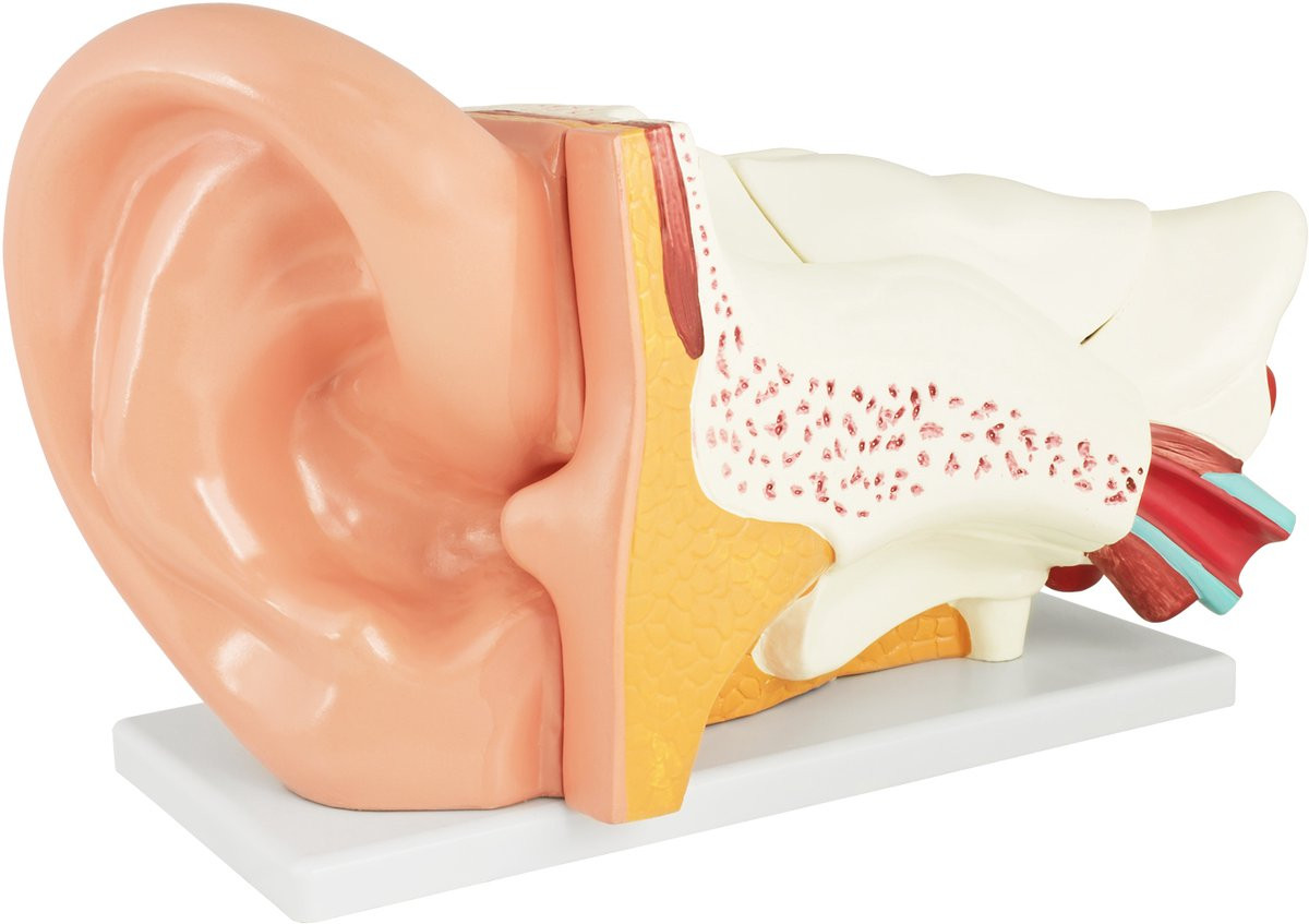 MedMod Anatomisch model van het menselijk oor - 6-delig educatief tabletop model met buitenoor, middenoor en binnenoor