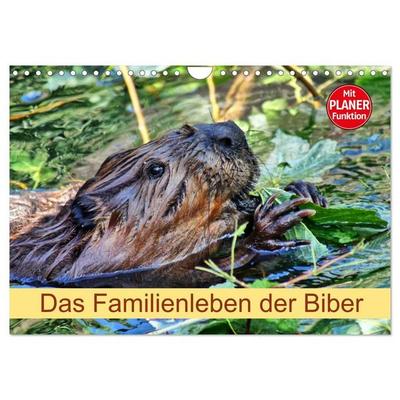 Das Familienleben der Biber (Wandkalender 2027 DIN A4 quer), CALVENDO Monatskalender
