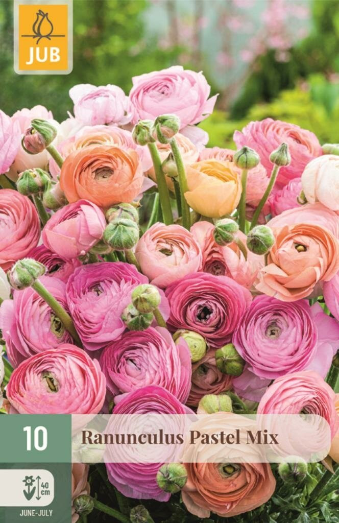 Ranunculus Pastel Mix Jub 10 knollen